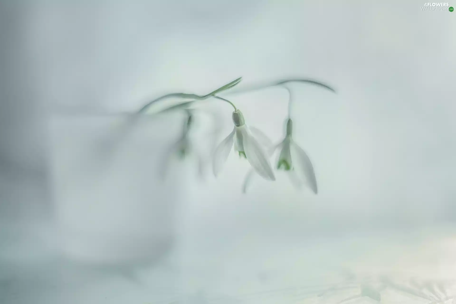 White, snowdrops, Flowers