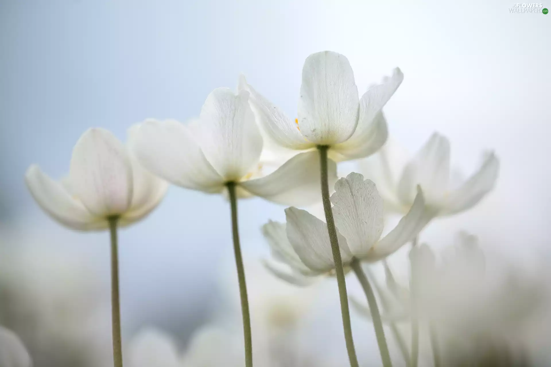 Flowers, Snowdrop Windflower, White