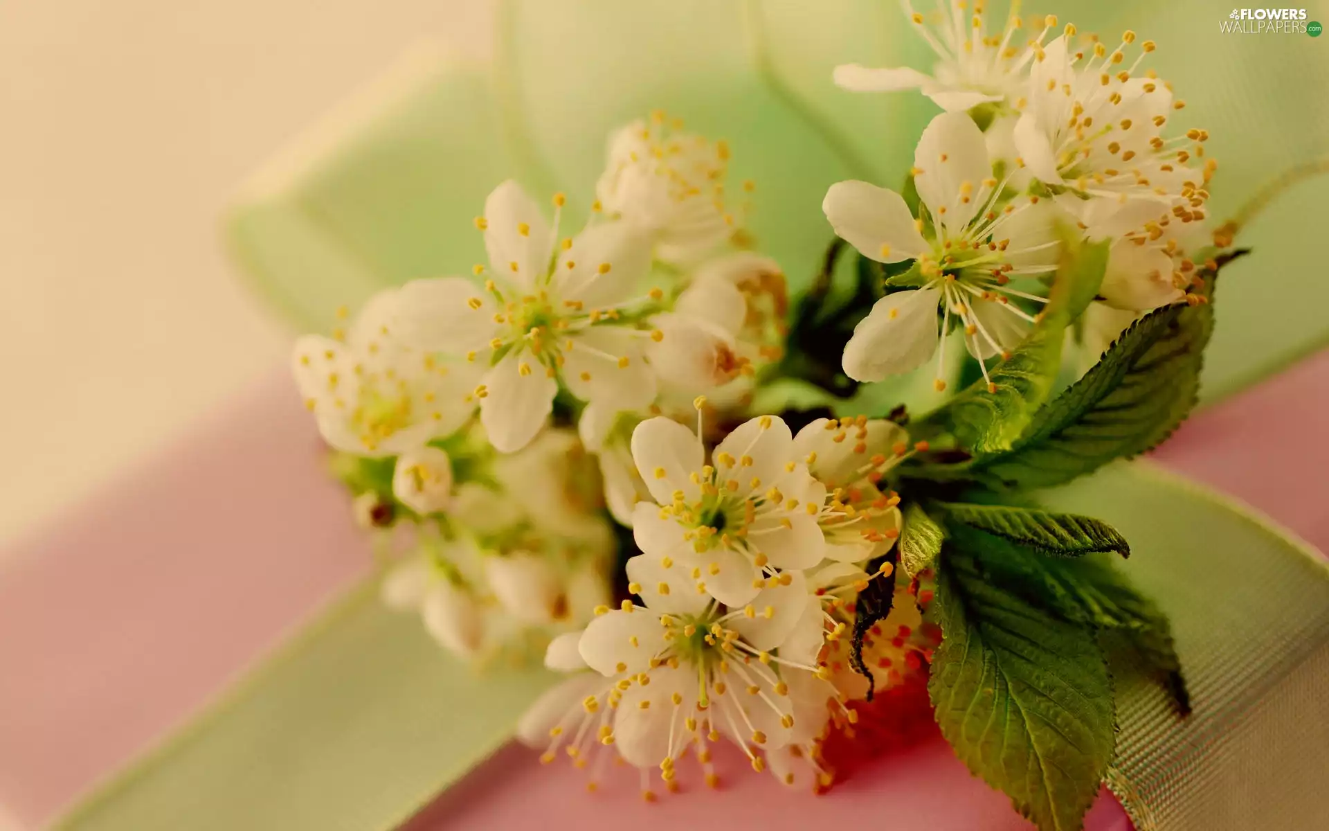flowers, small bunch, white