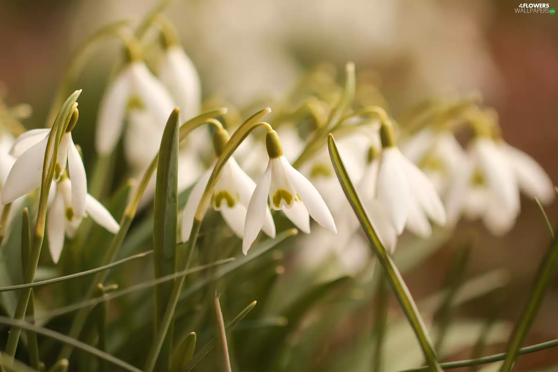 snowdrops, Flowers, clump, White