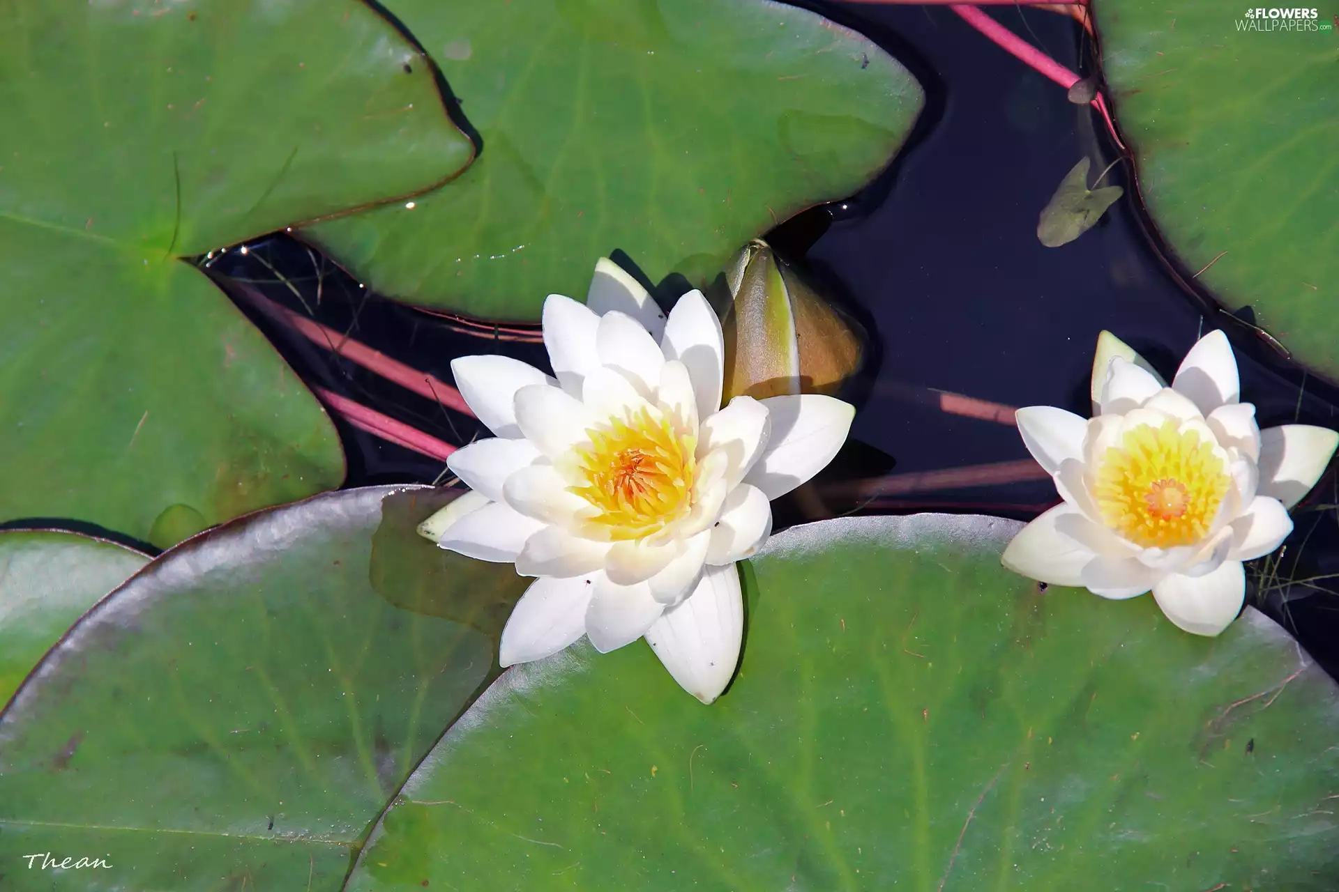 White, lilies, water