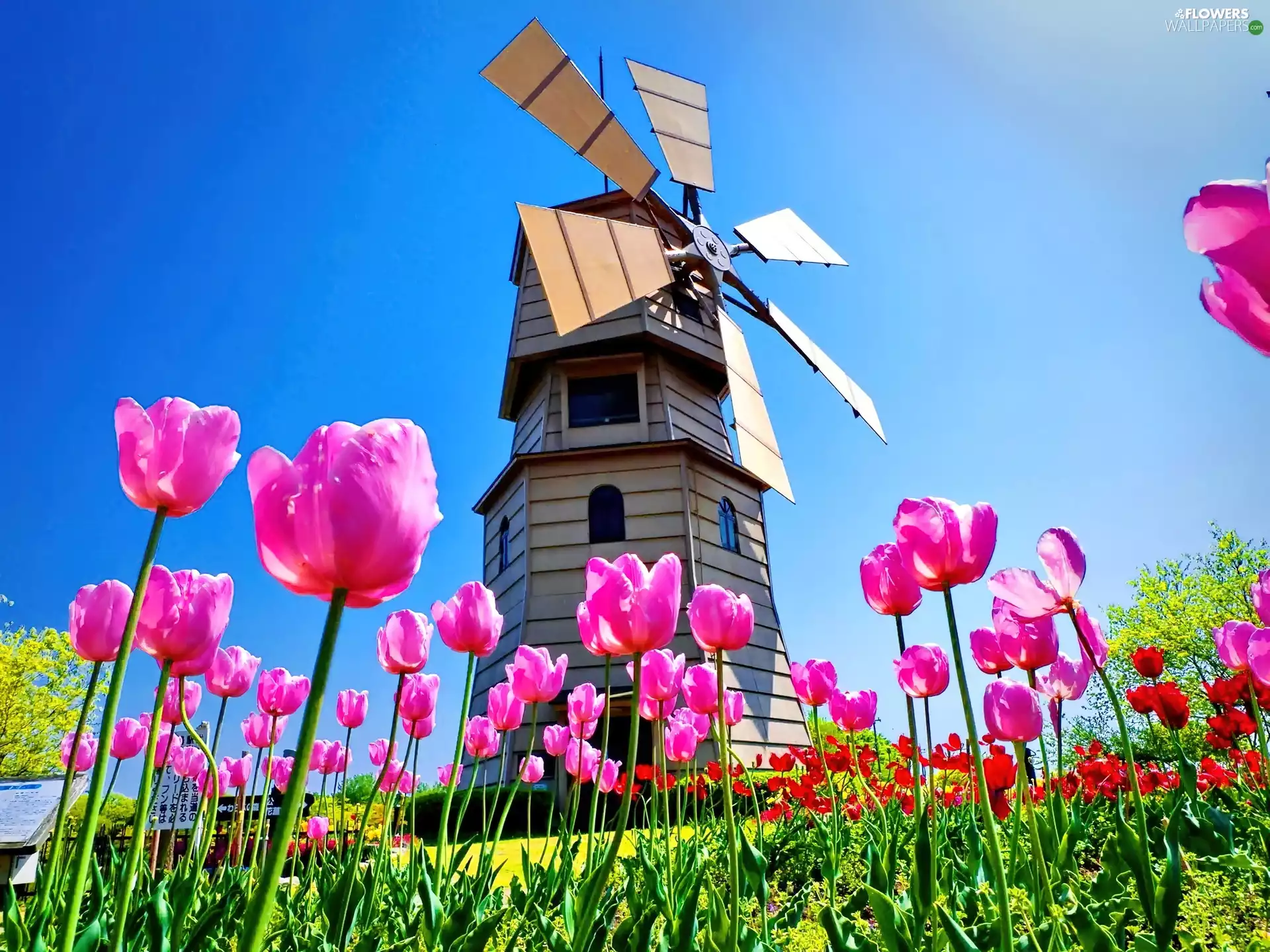 Meadow, Tulips, Windmill, Pink