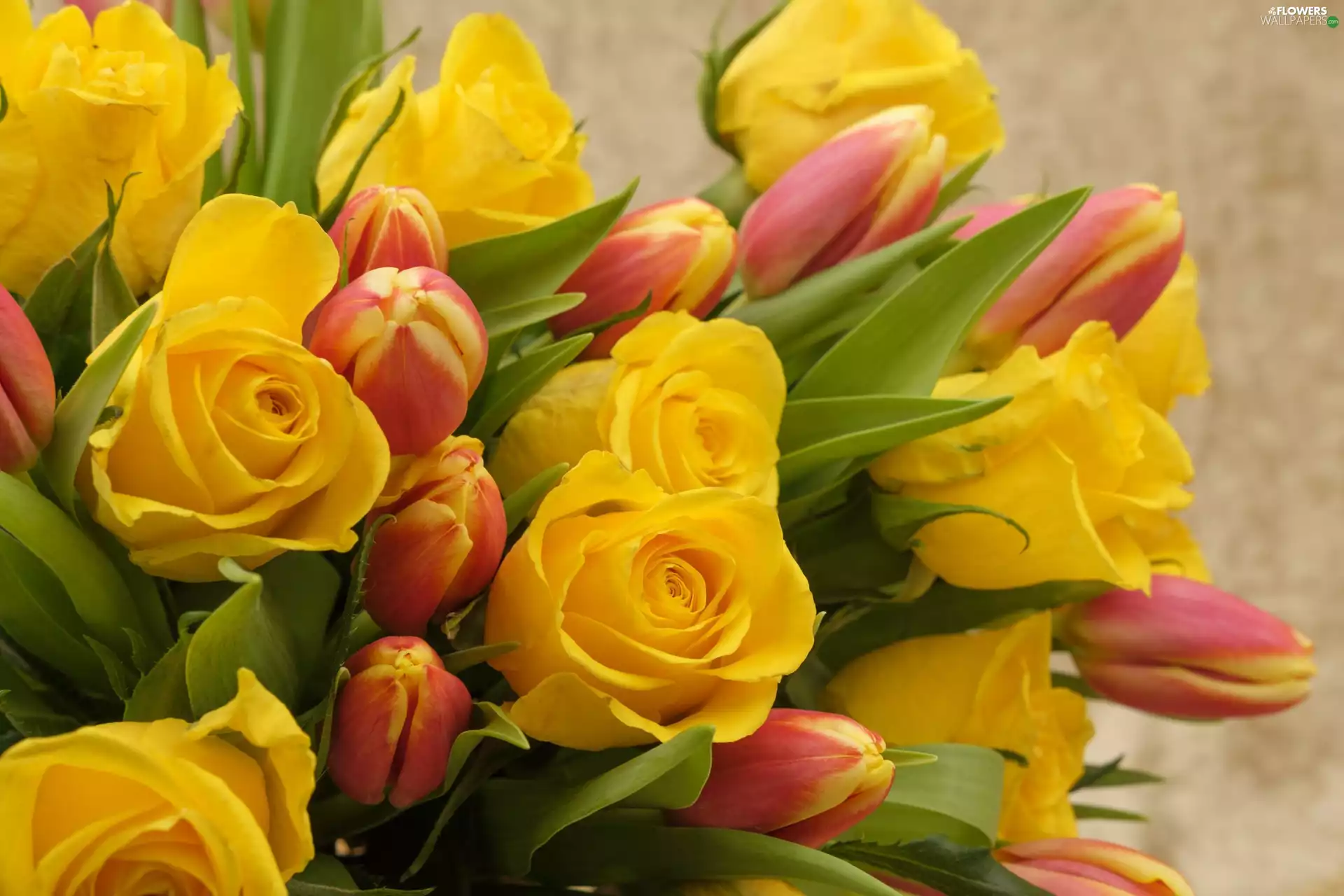 Flowers, roses, Tulips, Yellow