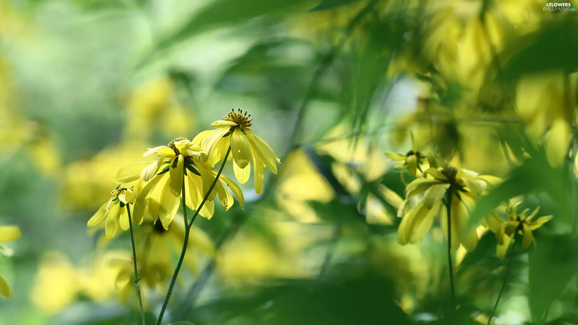 Flowers, Green-headed Coneflower, Yellow