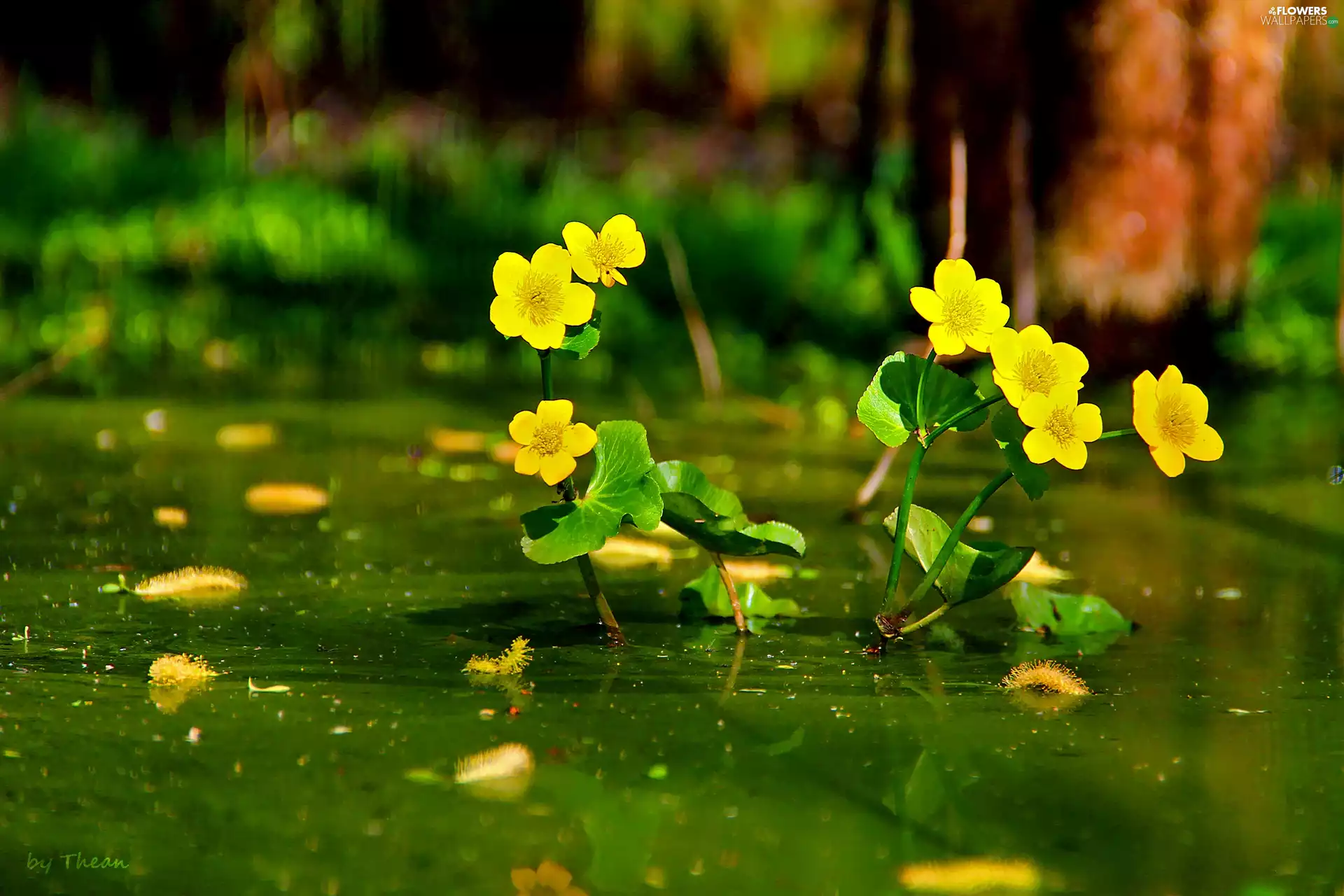 Flowers, marigolds Mud, Yellow