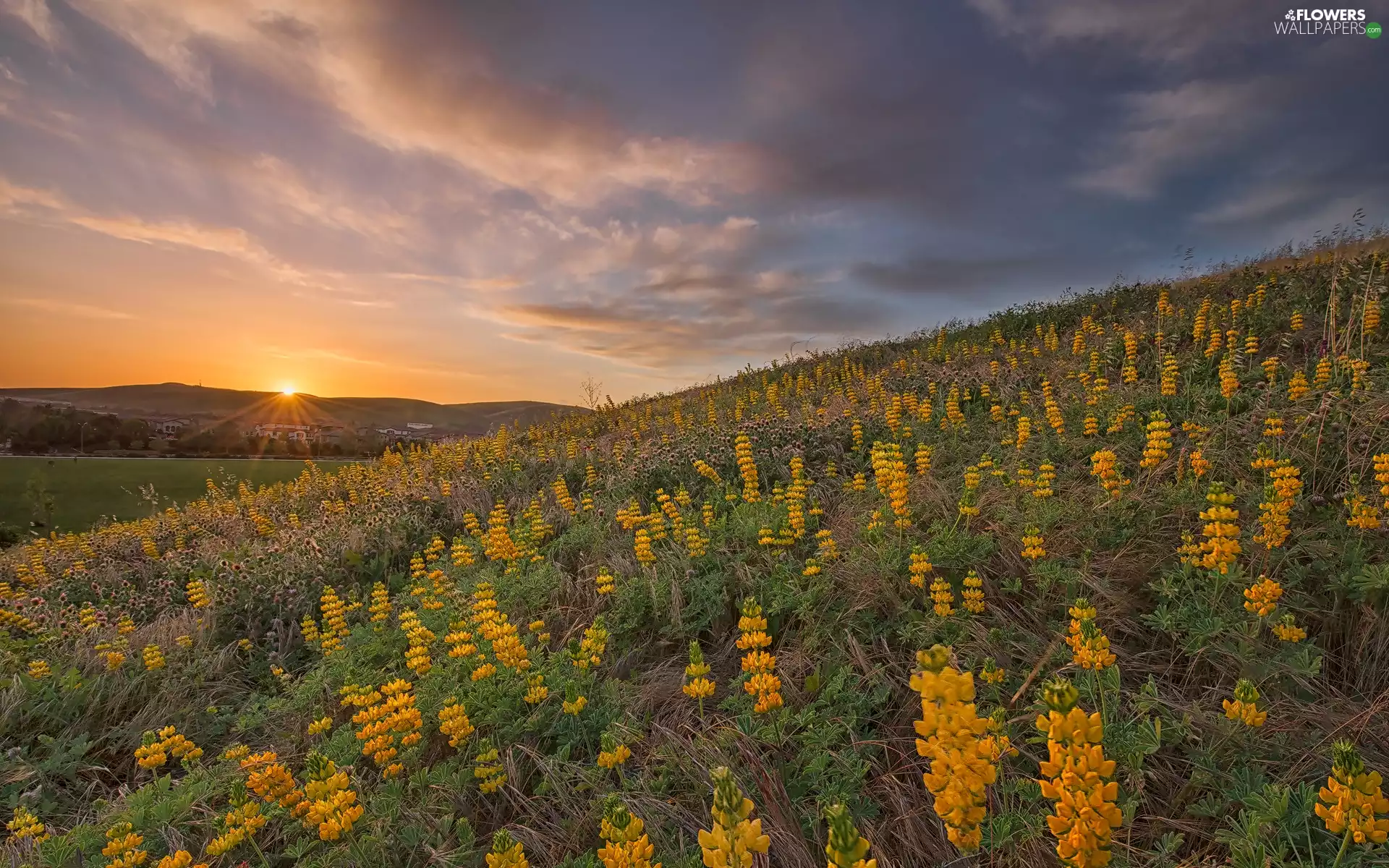 Yellow, lupine, clouds, VEGETATION, Sunrise, Meadow, The Hills, Houses