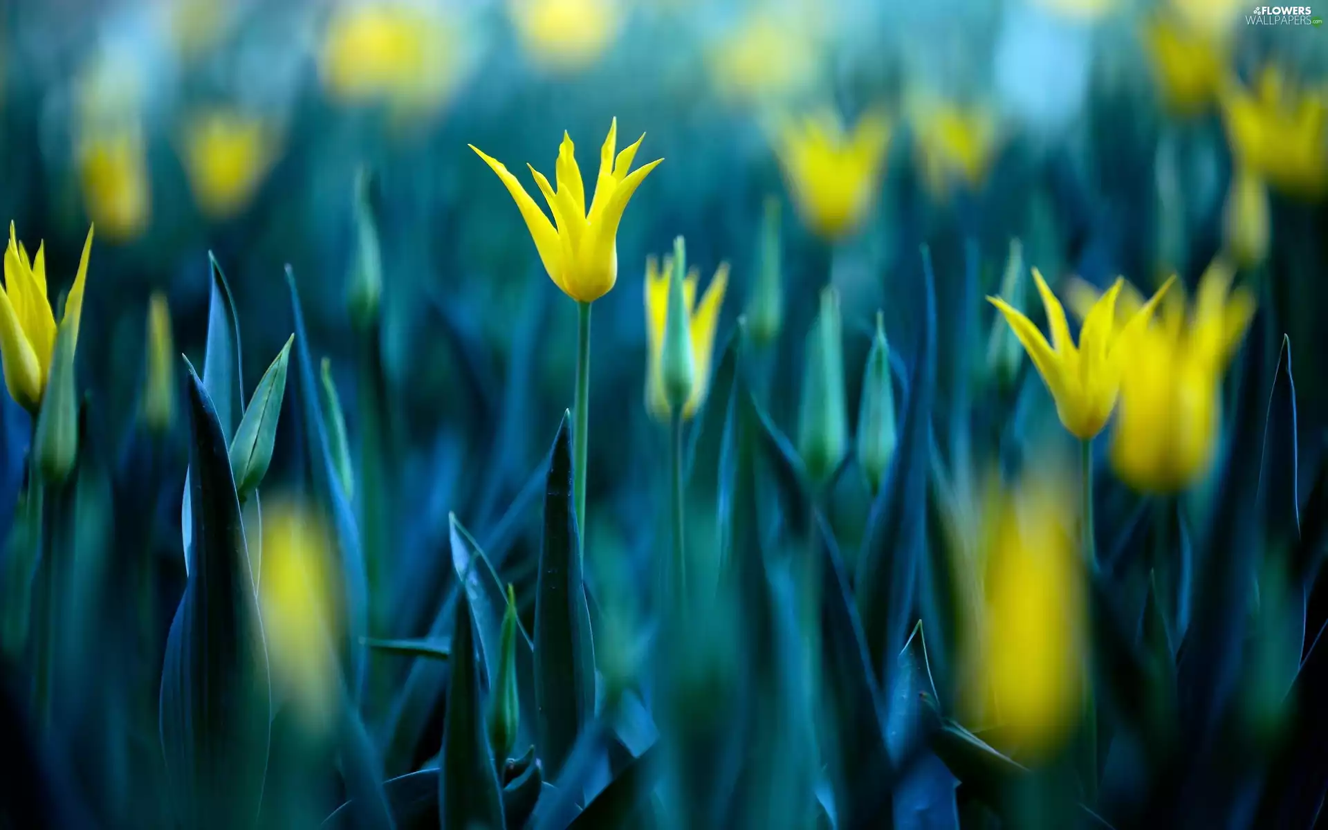 Yellow, Flowers, Tulips