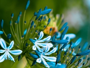 blue, Flowers, Agapanthus, White