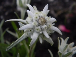 alpine edelweiss