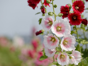 white and pink, Flowers, Hollyhocks