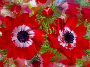 Flowers, Red, graphics, Anemones