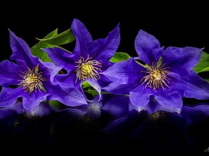 Black, background, Blue, Clematis, Flowers