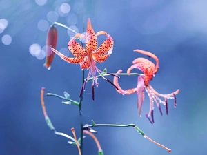 Tiger lily, Blue, background