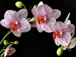 dappled, Black, background, orchid