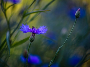 Chaber, bud, blurry background, Colourfull Flowers