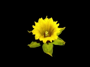 background, jonquil, Flower, Black, Yellow