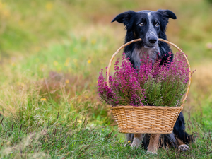 dog, basket, heathers, Border Collie