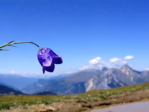 Mountains, Colourfull Flowers, bell