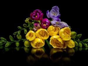 color, black background, reflection, Freesias