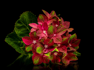hydrangea, Colourfull Flowers, Black, background, Leaf, Red