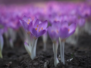 colchicums, purple, Flowers, blooming