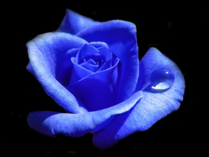 rose, Colourfull Flowers, Blue