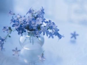 Campanula, Blue, Flowers, Dalmatian bellflower