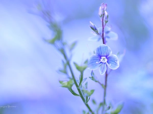 Colourfull Flowers, speedwell, blue