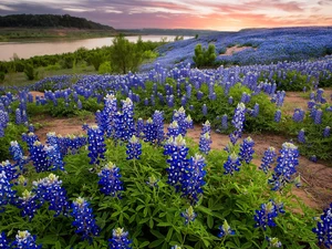 Flowers, lupine, River, blue