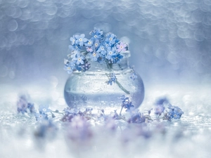 Forget, Flowers, vase, Blue
