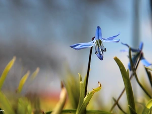 Colourfull Flowers, Siberian squill, blue