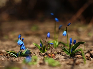 Flowers, Siberian squill, Blue