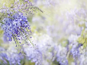 blur, wistaria, twig