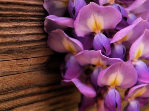 orchids, board