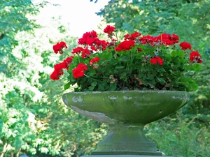 bowl, geraniums, stone