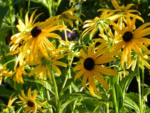 Yellow, Rudbeckia, Brown, resources, Flowers, fine