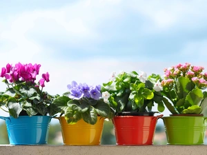 Flowers, color, Buckets, potted