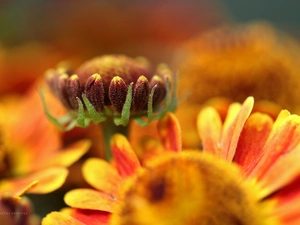 Yellow, Flowers, bud, Helenium, Red, color