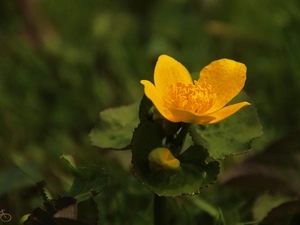Colourfull Flowers, Yellow, buttercup