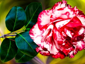 graphics, Colourfull Flowers, camellia
