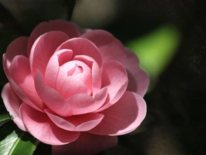 Pink, camellia