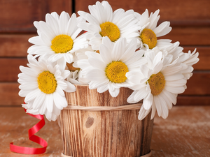 Flowers, Wooden, pot, camomiles