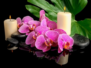 Flowers, Candles, Stones, orchids