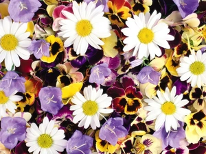 Flowers, different, chamomile, ##, pansies, color