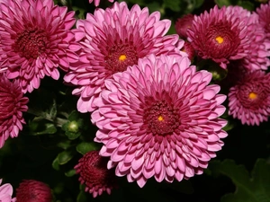 Pink, chrysanthemum