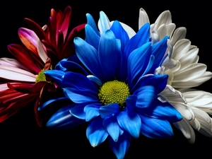 color, Chrysanthemums, Dark Background, Flowers