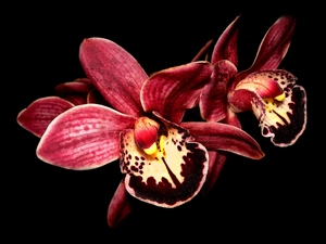 claret, orchid, multicolored