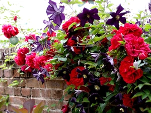 Clematis, Red, roses