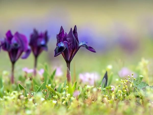 Flowers, Irises, plants, purple