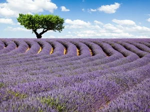 Field, trees, clouds, lavender
